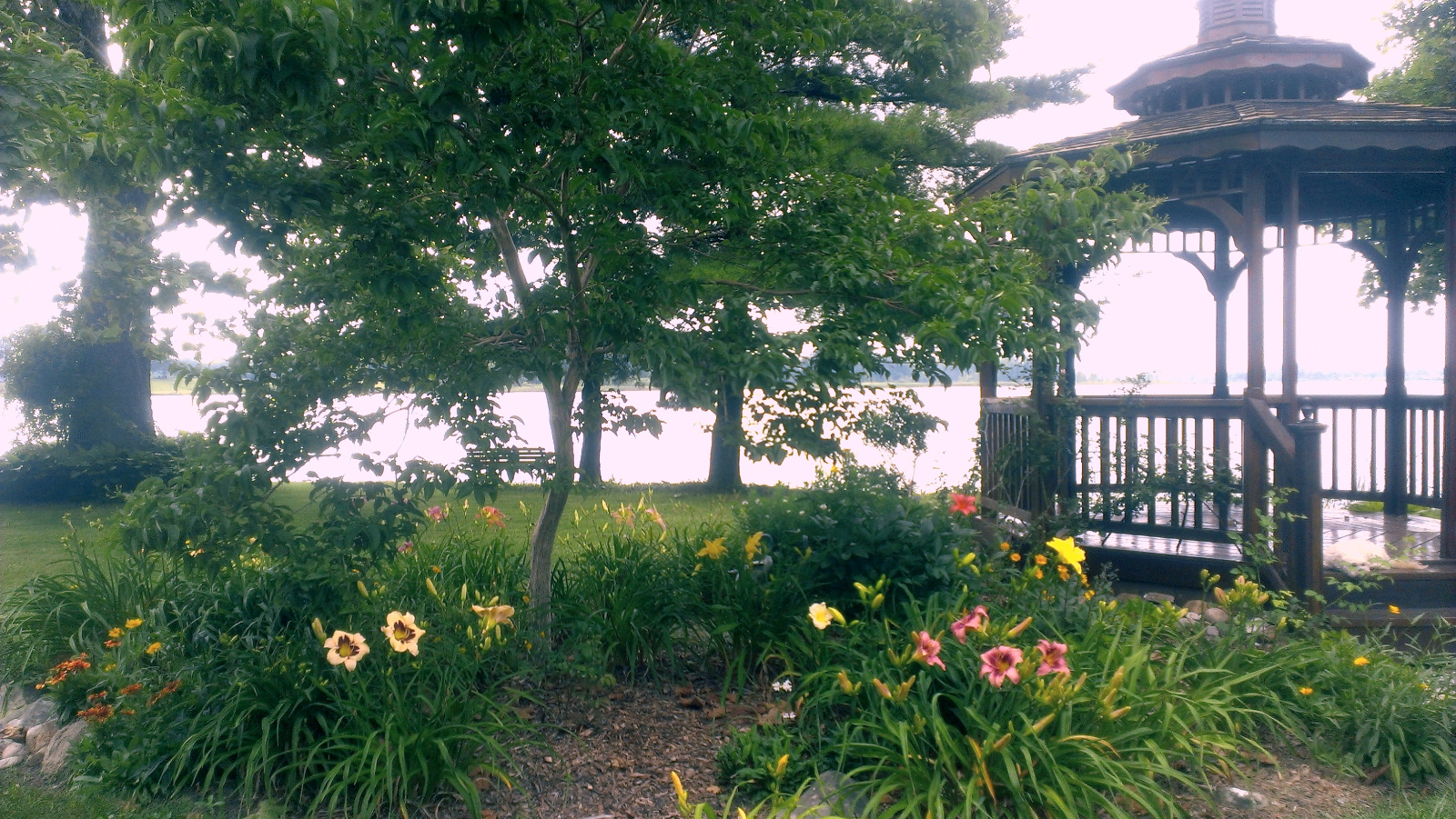 Daylilies in bloom around Cedar Gazebo